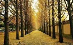 2020年农历九月二十八出生的宝宝是什么星座?