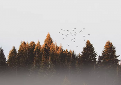 2020年重阳节怀孕好吗?