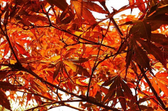 属兔的人重阳节出生命运如何?