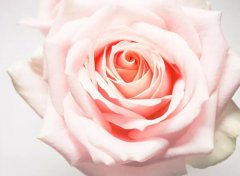 2020年重阳节不能结婚吗,重阳节结婚有什么讲究？