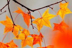 出生在国庆节的明星都有哪些人？明星名人国庆节出生一览！