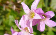 2020年农历九月初三黄历日子如何,属不属于黄道吉日？