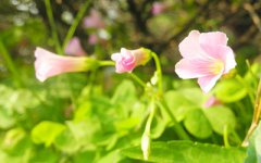 2020年农历九月初四黄历日子怎么样,适合祭祀吗？