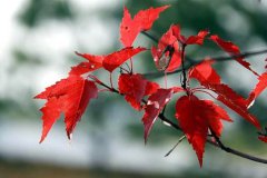 2020年10月8日寒露日子好吗,2020寒露是黄道吉日吗?