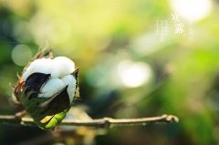 2020寒露出生的人命运如何,命运好不好