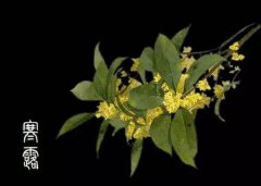 2020寒露节气出生的女孩好吗,命运怎样