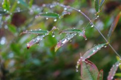 属羊的人寒露节气出生命好吗,这天出生的人性格怎样