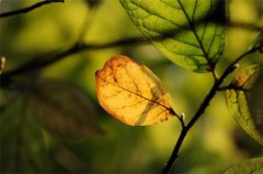 属兔的人寒露出生命好不好,寒露三候是哪三候