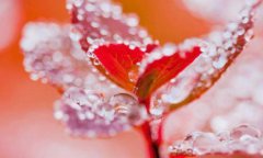 属鸡的人出生在寒露节气这天命运如何,是好名还是歹命