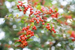 寒露节气后天气变冷了吗,寒露天气有何特点？