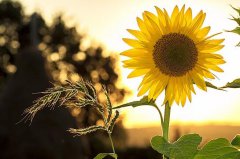 2020年秋分日子夫妻可以同房吗,秋分同房好不好?