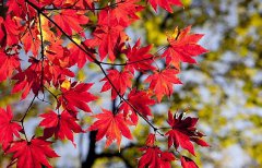 2020年秋分黄历日子如何,秋分出远门旅游好吗？