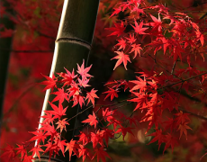 秋分应该要注意什么？秋分养生吃什么？