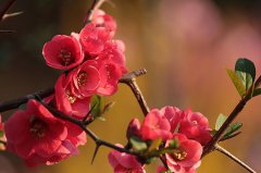 中秋节出生属马人命运好吗,属马中秋出生是富贵命吗？