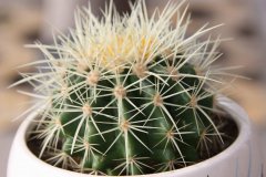 住宅植物如何摆放，摆放什么位置较招财？