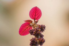 2020年农历八月二十六黄历日子适合出行出远门吗？