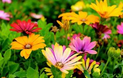 2020年农历八月十六日子好不好,装修婚房可以吗？