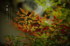 2020年白露吃什么较好？有什么讲究？