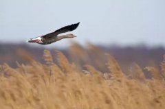 白露禁忌,白露节气有什么不能做