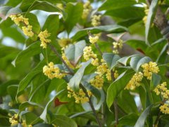 白露节气在什么时候,这一天的运势如何