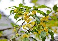 2020年农历八月初四出生宝宝属于什么星座？