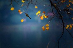 2020年白露是几月几日,白露节气有何习俗？