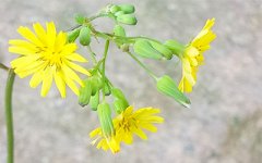 2020年农历七月二十四什么星座,处女座和金牛座在一起好吗？