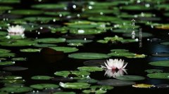 2021年处暑的具体时辰是多少,处暑过后是怎样的天气