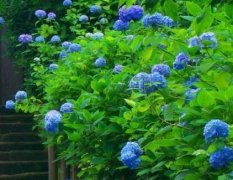 2021年农历七月十七出生什么星座,处女座命运解析！