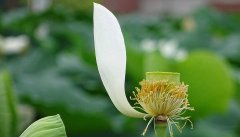 处暑出生的女孩命运如何,处暑出生是富贵命吗？