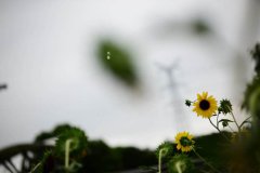 2021年处暑出生的狗宝宝命好吗,性格怎么样？