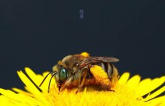 属猪的处暑出生命运是好是坏,属于什么命理？