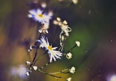 处暑节气有什么风俗习惯,处暑养生有什么要注意的