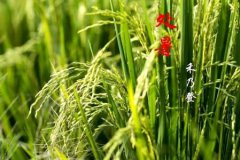 处暑节气是怎么来的,处暑节气的由来解释