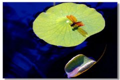 2021处暑是几月几日,处暑有什么习俗