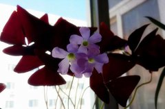 2021年处暑这天订婚好吗,当天的吉时是在什么时候