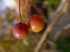 2021年处暑可不可以结婚,处暑节气怎么来的