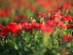 2021年处暑可不可以订婚,男方订婚要准备什么