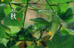 立秋是秋天的开始吗,立秋有什么讲究？