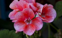 不过分在意结果一心专注于过程的生肖