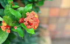 就算受伤也绝不会放手的生肖