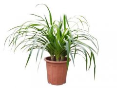 龙须树摆放客厅会招财旺财吗,龙须树摆放有何讲究？