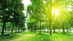 农村庭院栽种什么树较合适，能够旺家运？