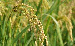 大暑节气的含义是什么,大暑有什么谚语