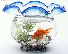 养风水鱼养几条财运好,如何利用五行选择金鱼？