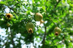 2021年大暑出生是纯阴命吗,大暑出生什么命？