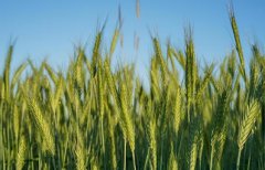 2021年农历六月初五理发好吗，日子如何？