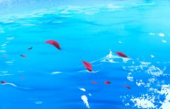 2017丁酉年出生属鸡的五行缺什么,山下火命和什么相生相克