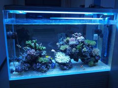 家中鱼缸的风水禁忌有哪些？应该怎么摆鱼缸？