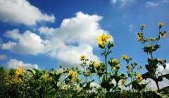 2021年小暑日子好不好,小暑日子适合烧香祈福吗？